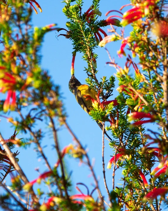 two birds perched on top of tall green leaves