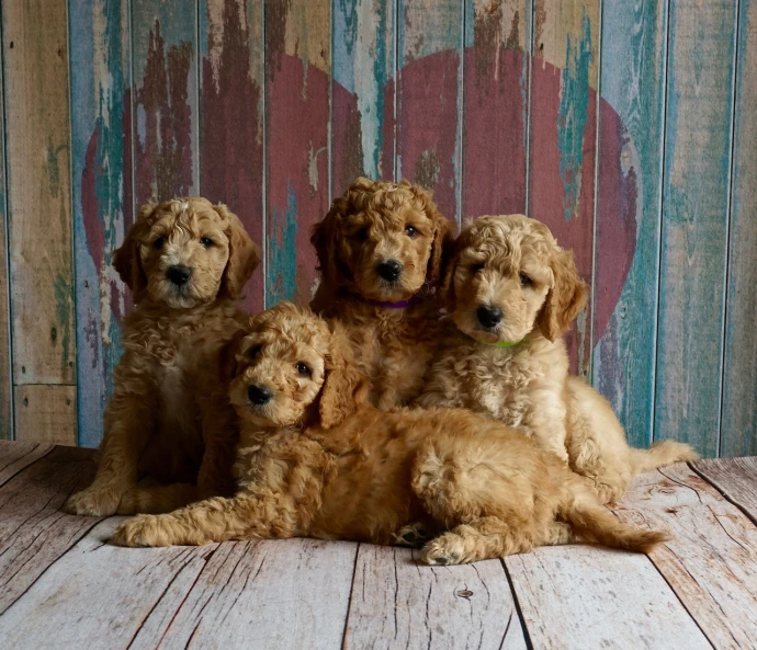 a group of six dogs that are sitting down