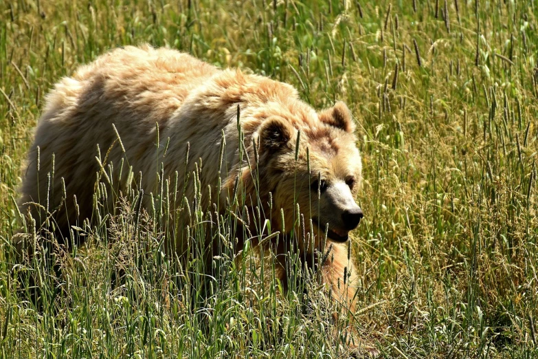 a close up of a bear in a field of tall grass