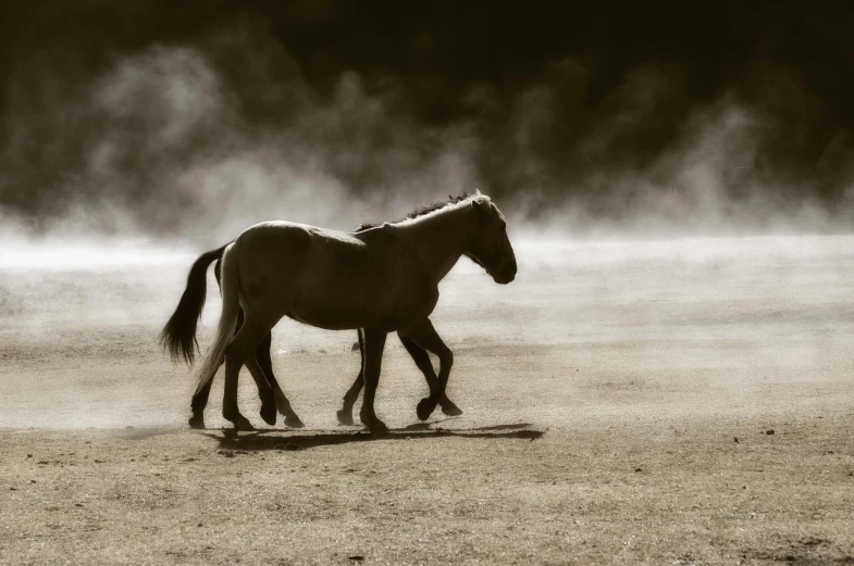 a single horse is walking on a dusty field