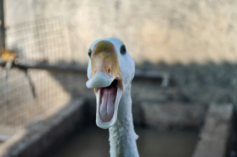 the goose is inside the caged area looking happy