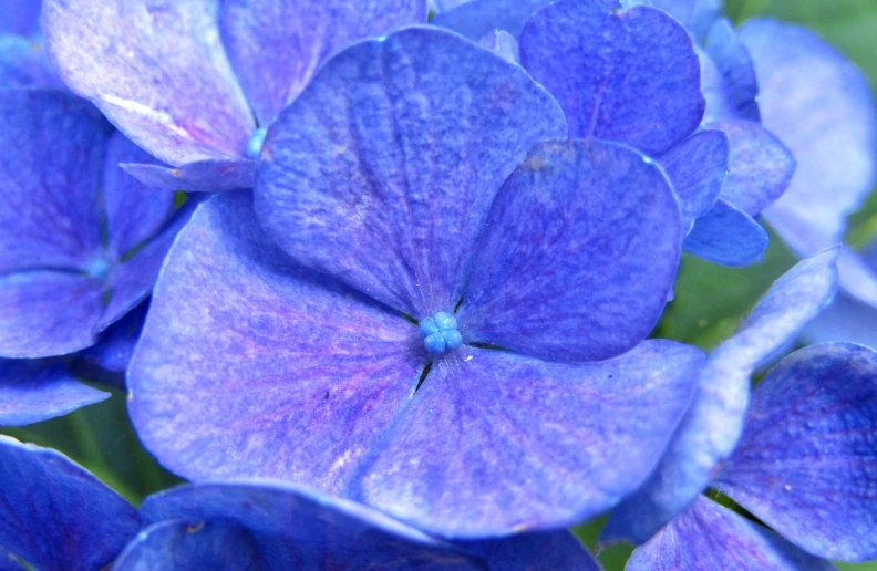 a bunch of blue flowers sitting next to each other