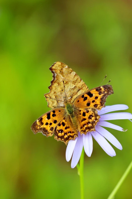 a brown and yellow erfly on white daisy