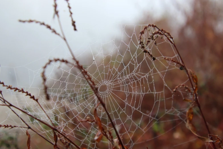 a web that looks like soing in the grass