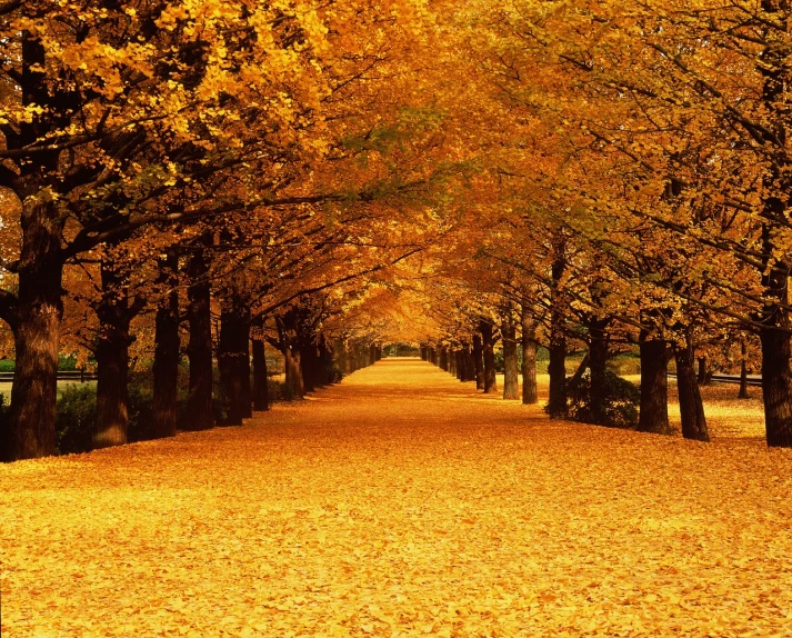a walkway in a park lined with trees that are yellow