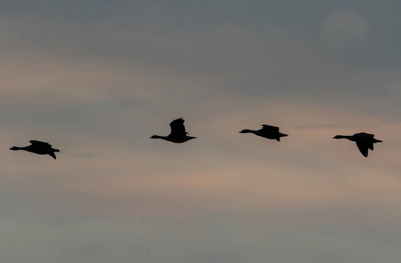 ducks fly in formation into a sunset sky