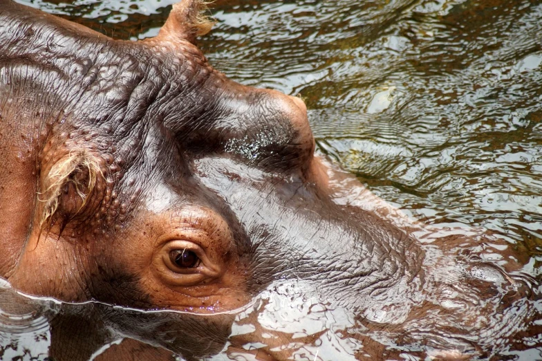 an animal is in the water with its head sticking out