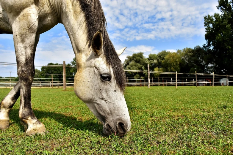 a horse eating grass on a field in the daytime