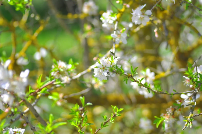 this is an image of a tree with white flowers