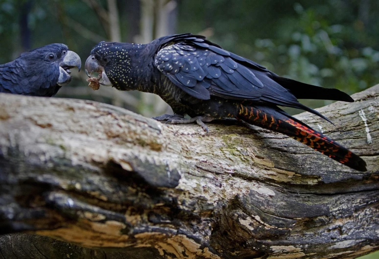 a couple of birds that are on a tree