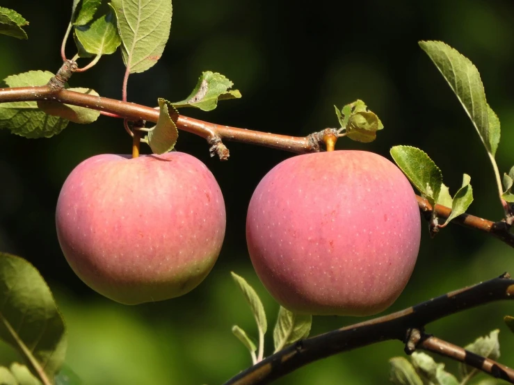 two apples that are hanging on a tree nch