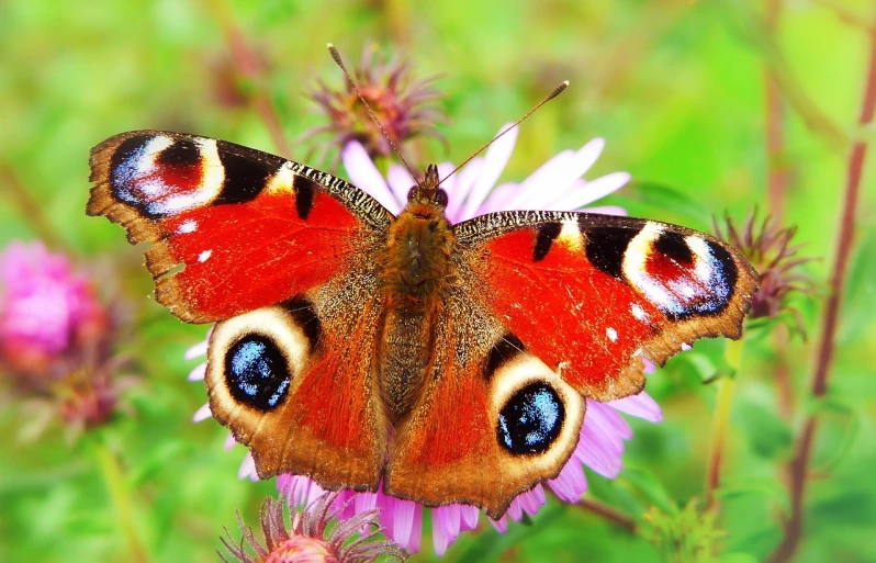 a brown erfly on a purple flower with blue eyes