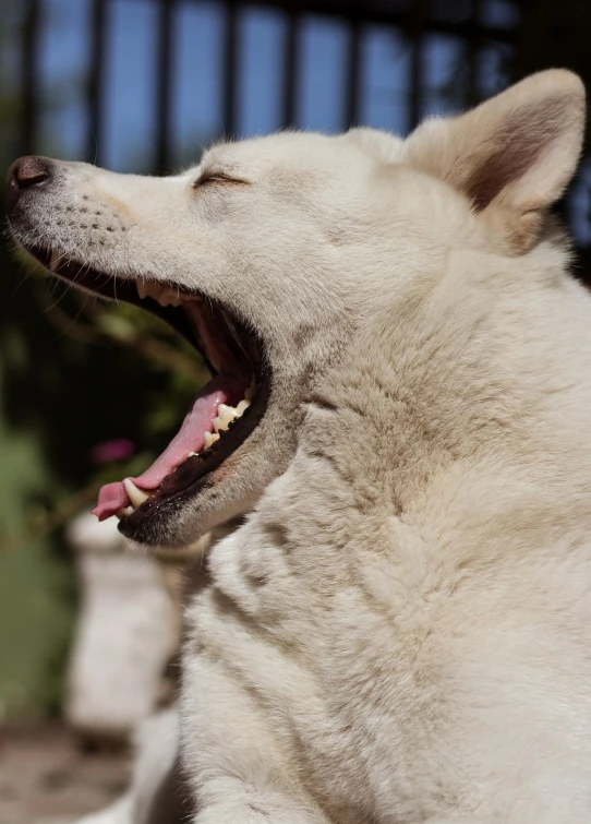 the dog is panting with his tongue out