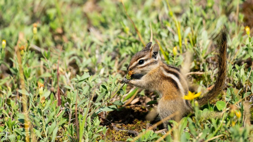 a chipper chip walking through grass in the wild