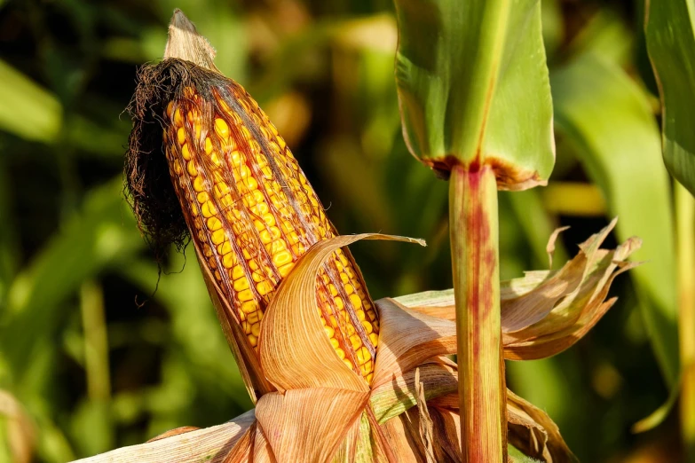 a corn cob is seen growing in a garden