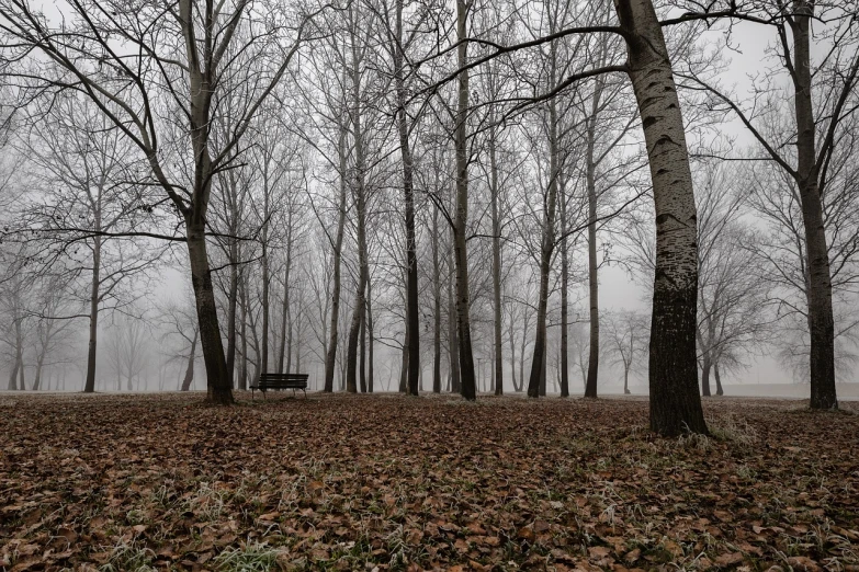 a leaf covered forest filled with lots of trees