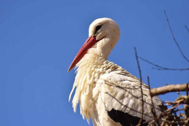 an image of a white bird on top of some nches