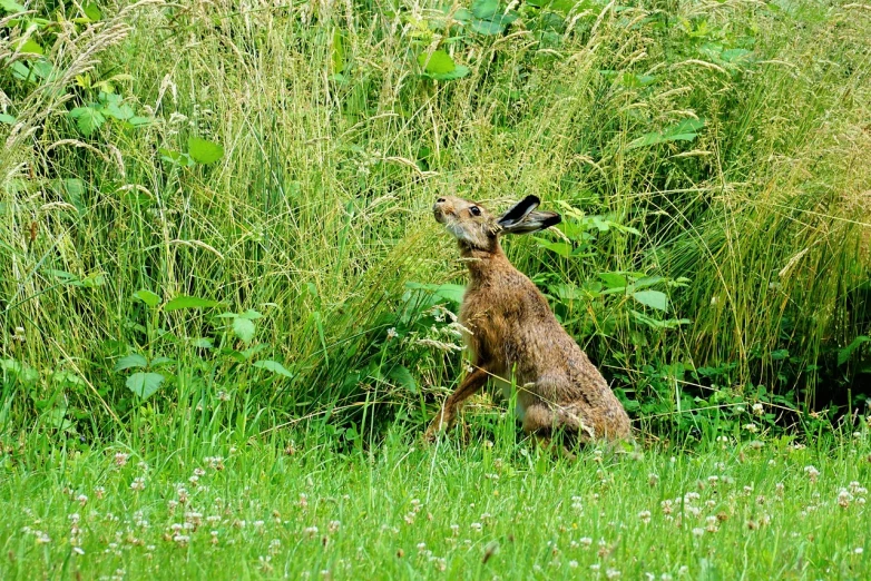 a kangaroo sits in tall grass near some bushes