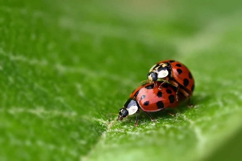 two ladybugs sitting on a green leaf