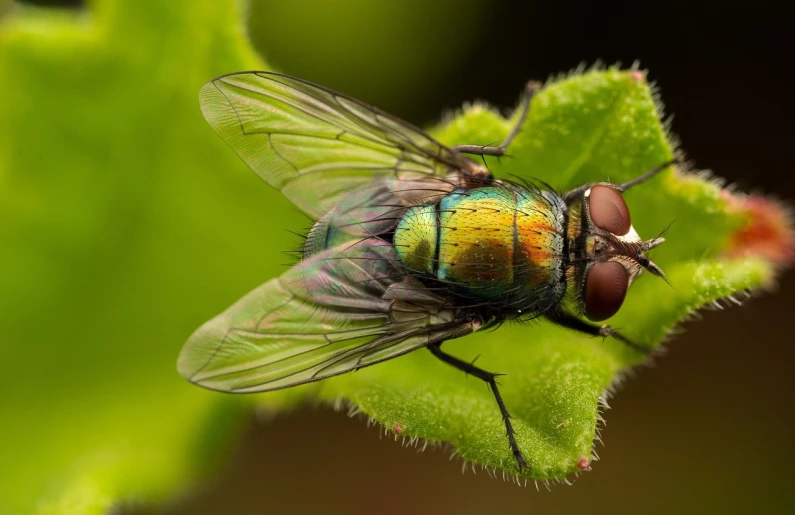 there is a flies sitting on the green plant