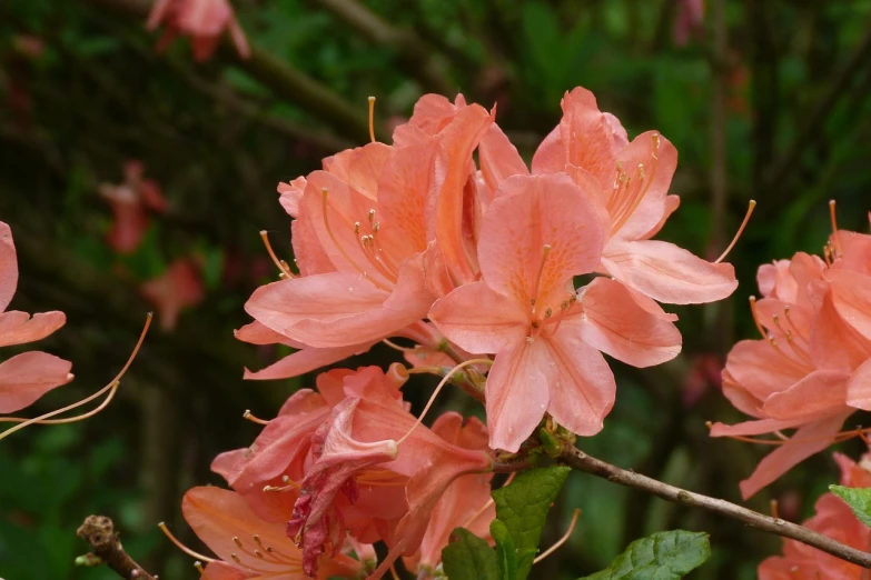 a pink flower that is blooming in the forest