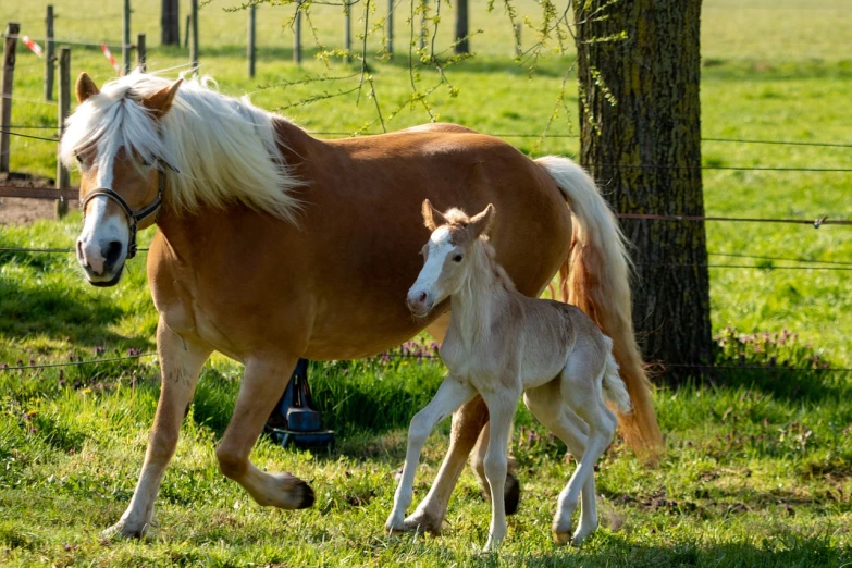 two horses are standing beside a tree in the grass