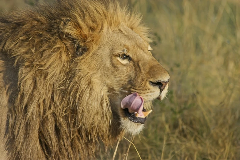 a close up of a lion with its tongue out