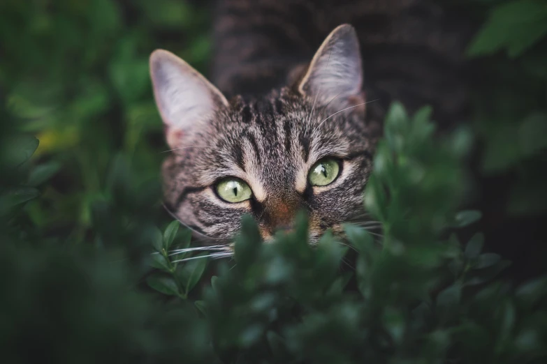 a green eyed cat is hiding in some bushes