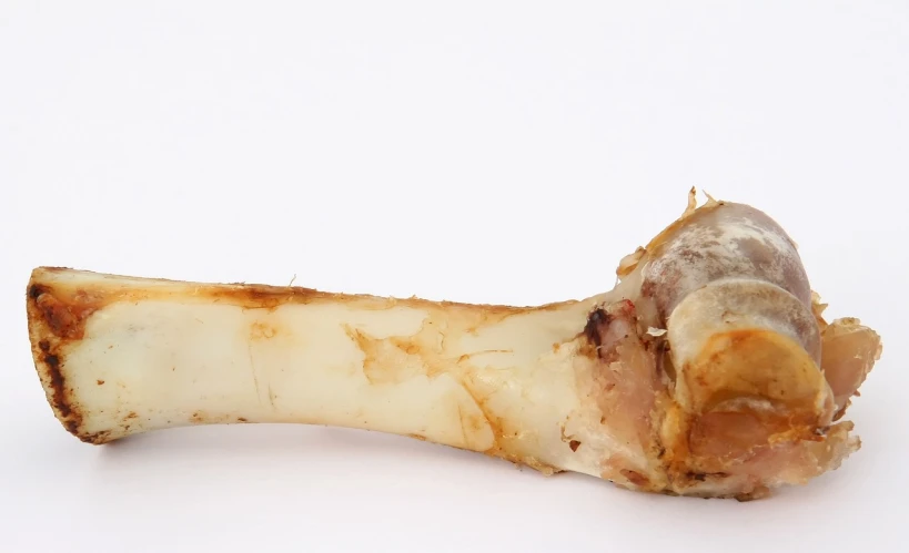 a peeled animal's bone is shown against a white background