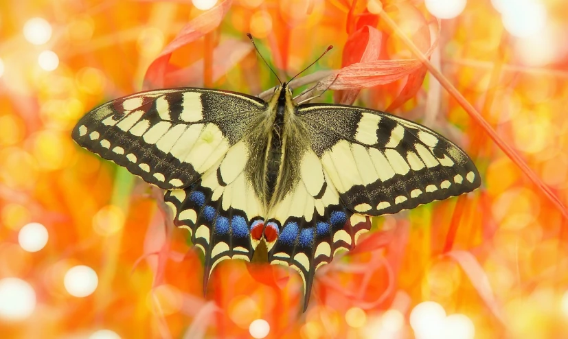 the erfly is perched on an orange flower