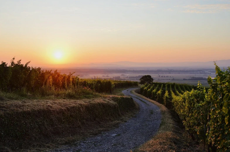 a country road is running between grassy fields and a sun set