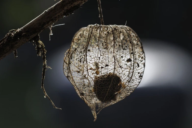 an insect's shell hanging from the tree