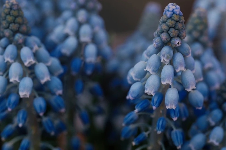 there are three blue flowers that are in the picture