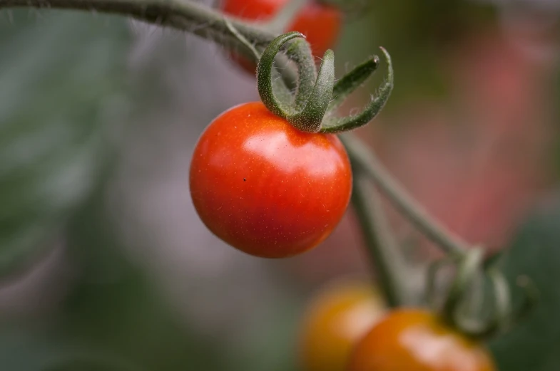 some ripe and unripe tomatoes are hanging on the nch