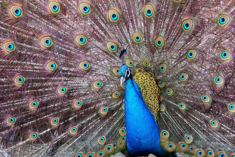 peacock with large tail and feather fluffs, showing blue pattern