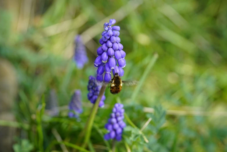 small blue flowers with a bee on them