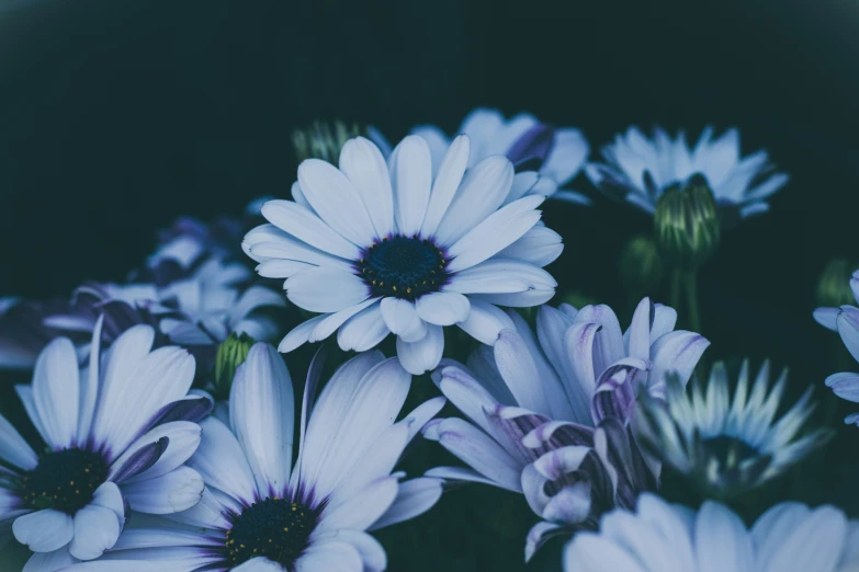 blue daisies in a bouquet are pographed in this undecorated po