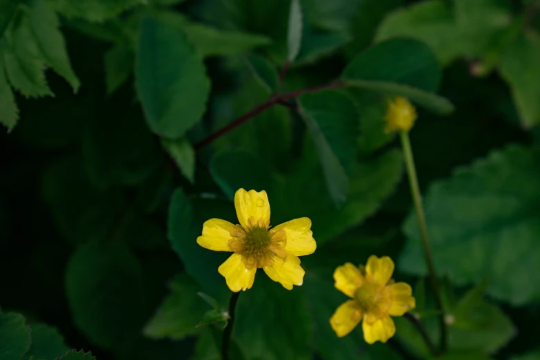 small yellow flowers stand close together with large leaves
