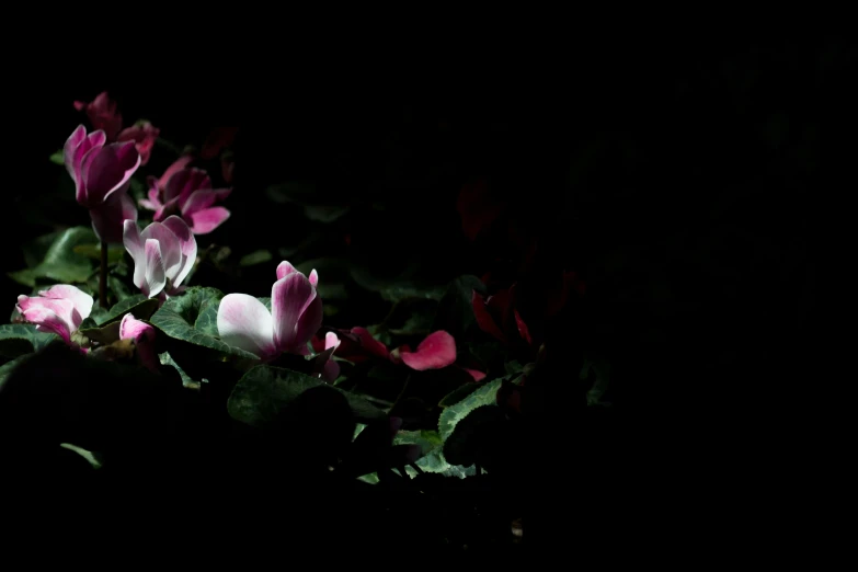 flowers lit by dark lighting from behind