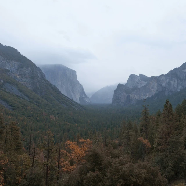 the mountain is filled with a huge amount of tall trees