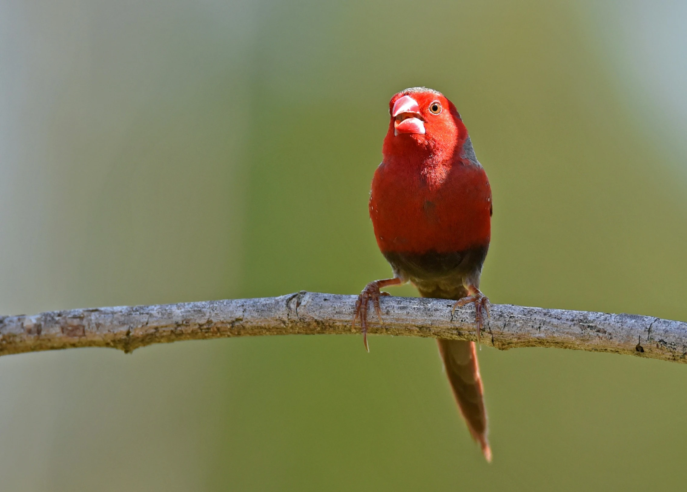 a red and grey bird on a nch