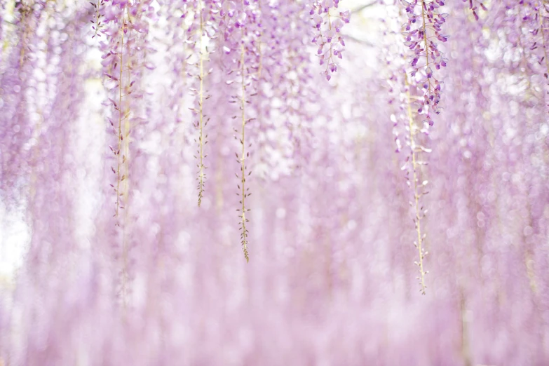 a tree with some purple flowers hanging from it