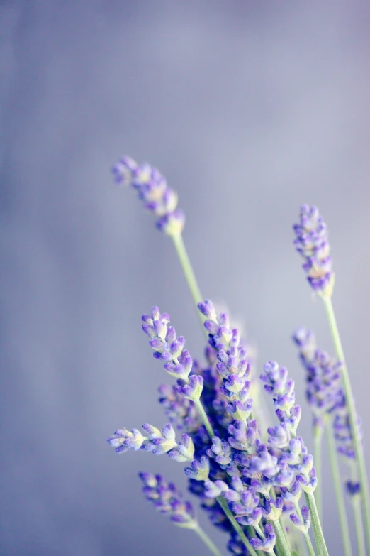 a close up of flowers with a sky background