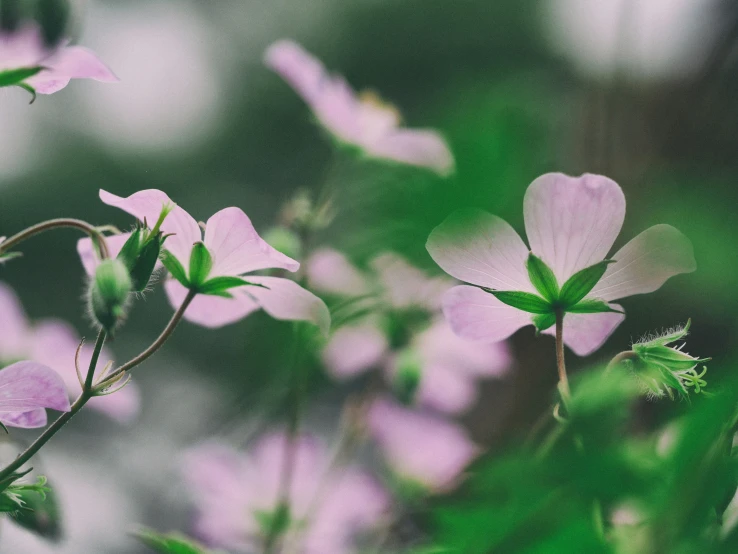 some pretty flowers growing in the grass