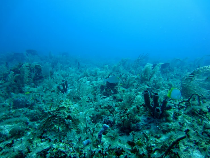 a fish that is swimming through the ocean