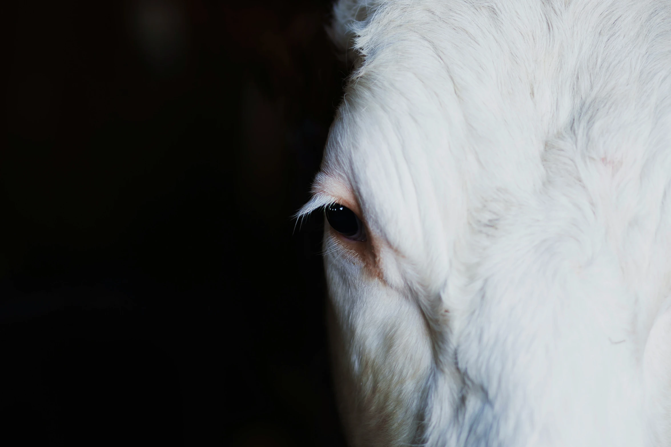 a white horse with long eyelashes looks directly into the camera