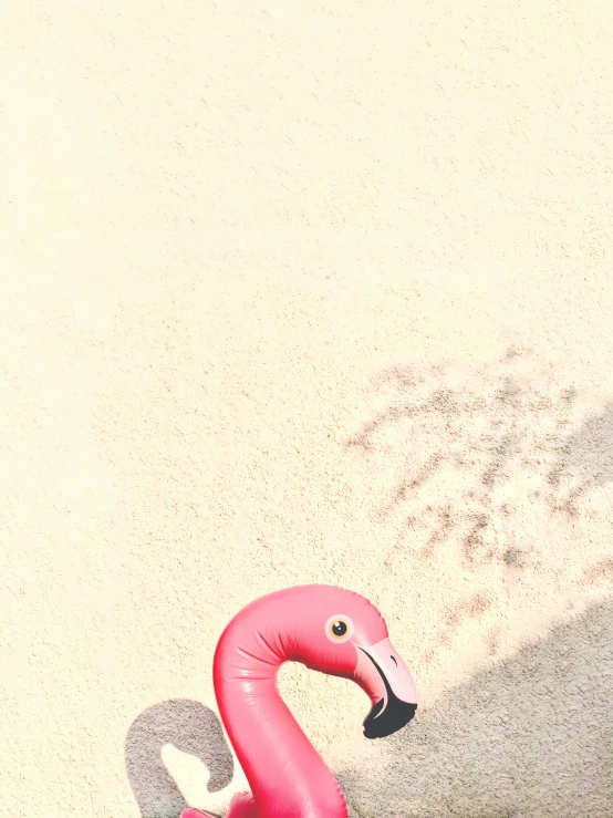 a pink flamingo swims in the water