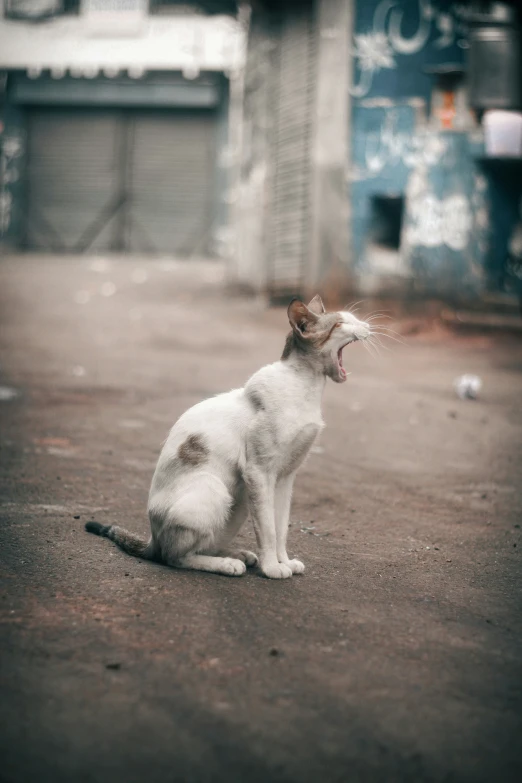 an image of a cat sitting on the street