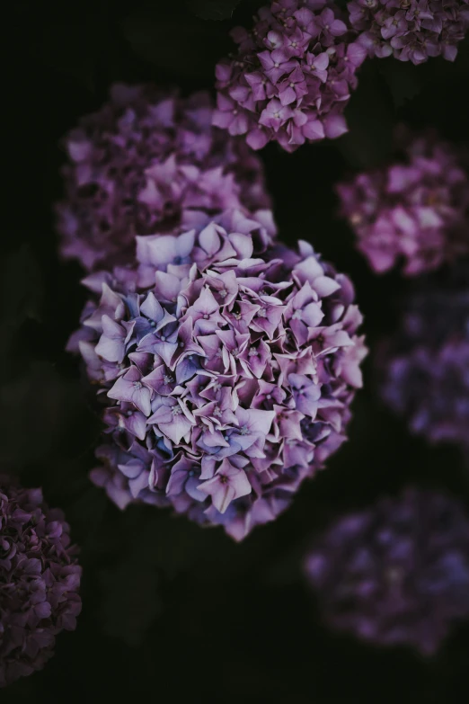 there are many purple flowers on this dark background