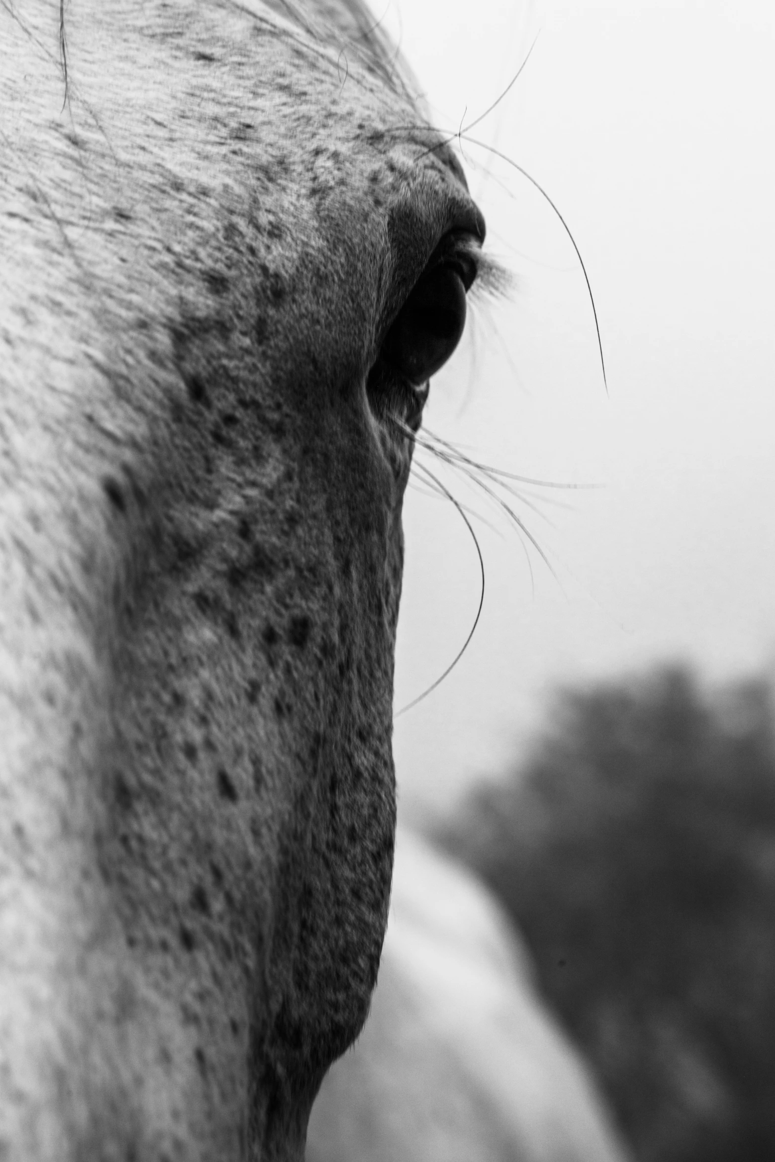 a close up of the side of a horse's face